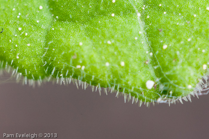 <i>Primula flaccida </i>