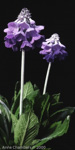 <i>Primula flaccida </i>