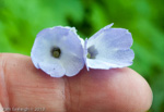 <i>Primula flaccida </i>