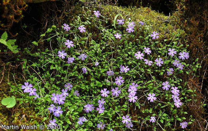 <i>Primula flagellaris </i>