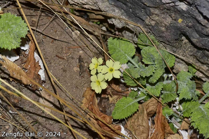 <i>Primula flava </i>
