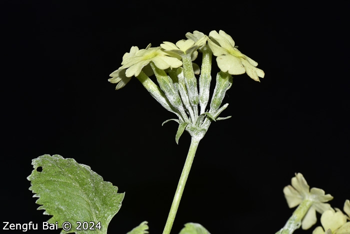 <i>Primula flava </i>