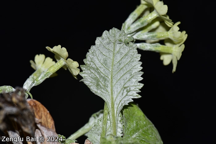 <i>Primula flava </i>
