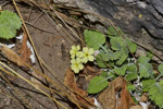 <i>Primula flava </i>