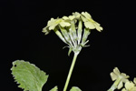 <i>Primula flava </i>