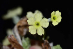 <i>Primula flava </i>