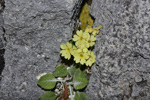 <i>Primula flava </i>