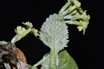 <i>Primula flava </i>