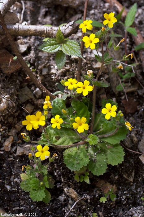 <i>Primula floribunda </i>