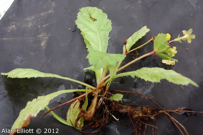 <i>Primula floribunda </i>