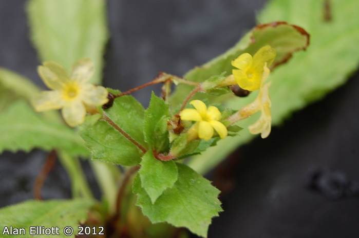 <i>Primula floribunda </i>