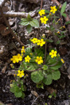 <i>Primula floribunda </i>