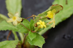 <i>Primula floribunda </i>