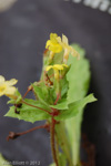 <i>Primula floribunda </i>