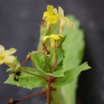 <i>Primula floribunda </i>