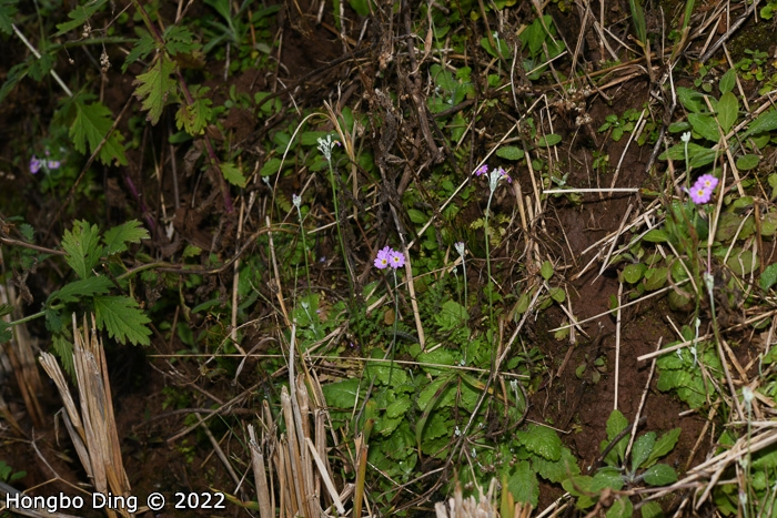 <i>Primula forbesii </i>
