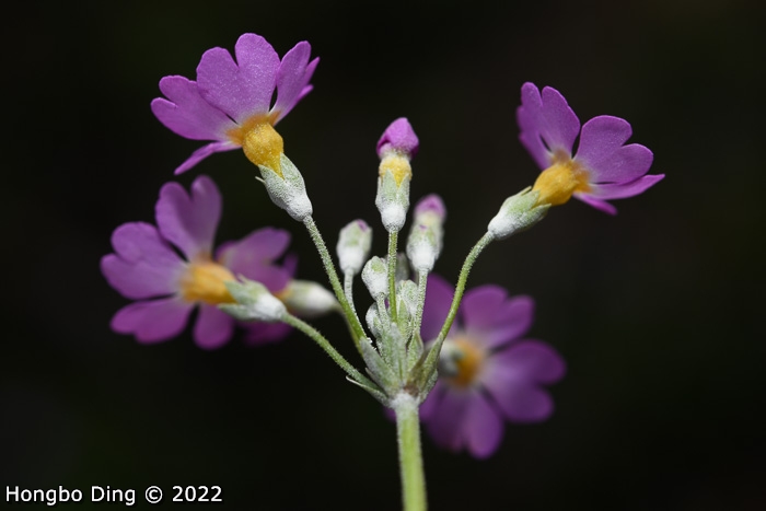 <i>Primula forbesii </i>