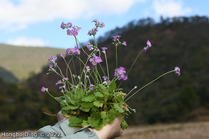 <i>Primula forbesii </i>