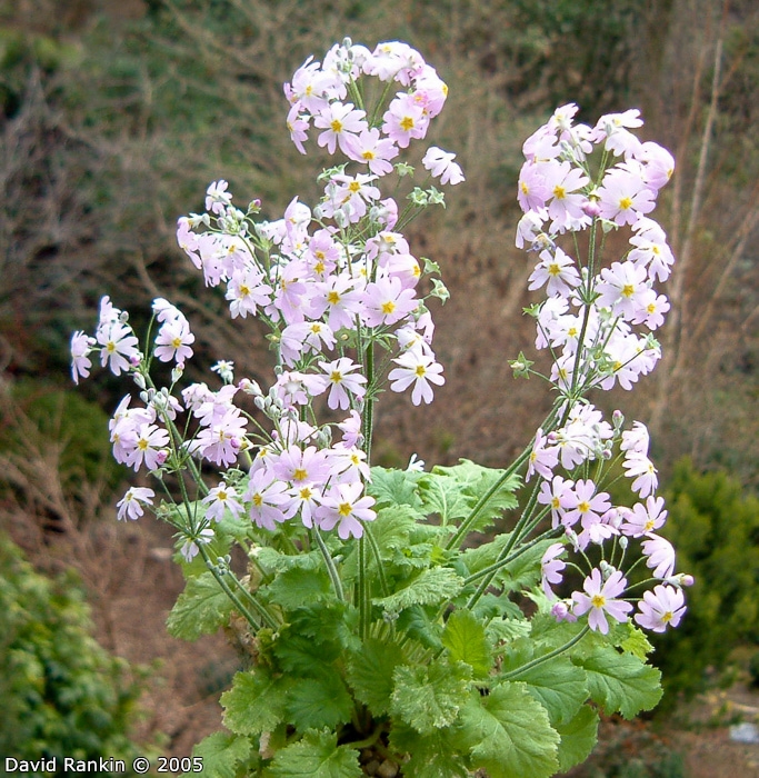 <i>Primula forbesii </i>