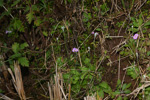 <i>Primula forbesii </i>