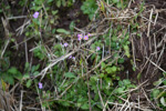 <i>Primula forbesii </i>