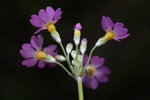<i>Primula forbesii </i>