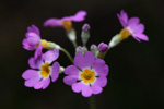 <i>Primula forbesii </i>