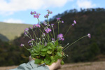 <i>Primula forbesii </i>