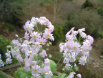 <i>Primula forbesii </i>