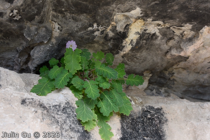 <i>Primula fujiangensis </i>