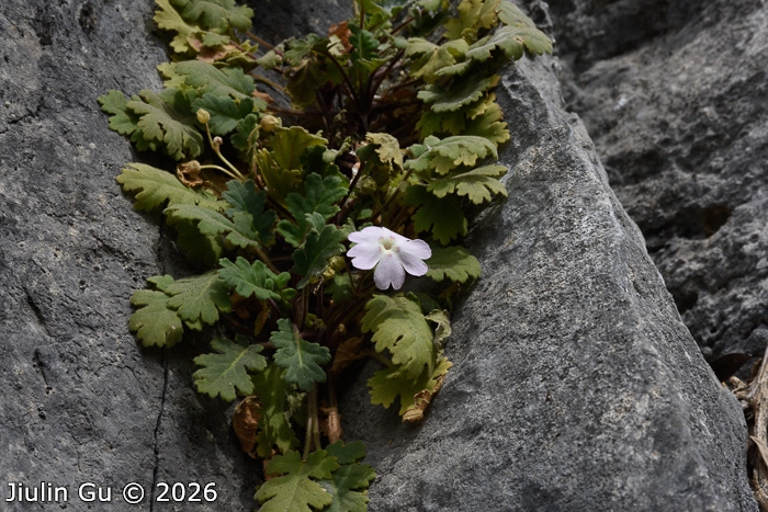 <i>Primula fujiangensis </i>