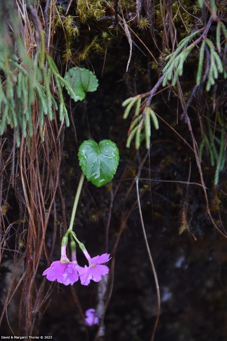 <i>Primula gambeliana </i>