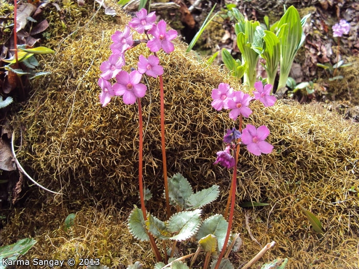 <i>Primula gambeliana </i>