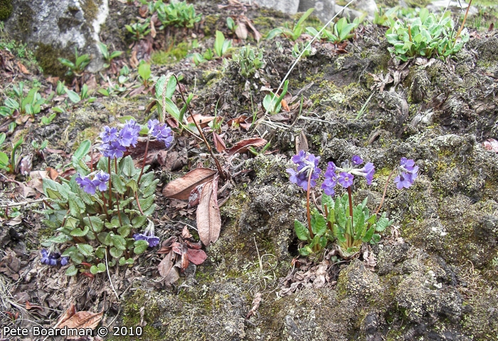 <i>Primula gambeliana </i>