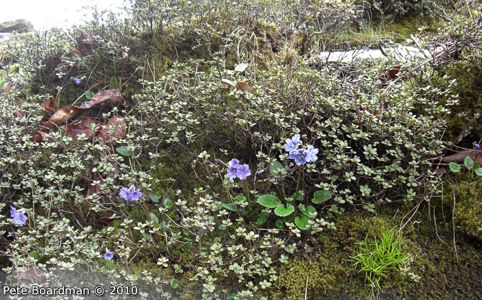 <i>Primula gambeliana </i>