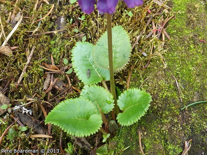 <i>Primula gambeliana </i>