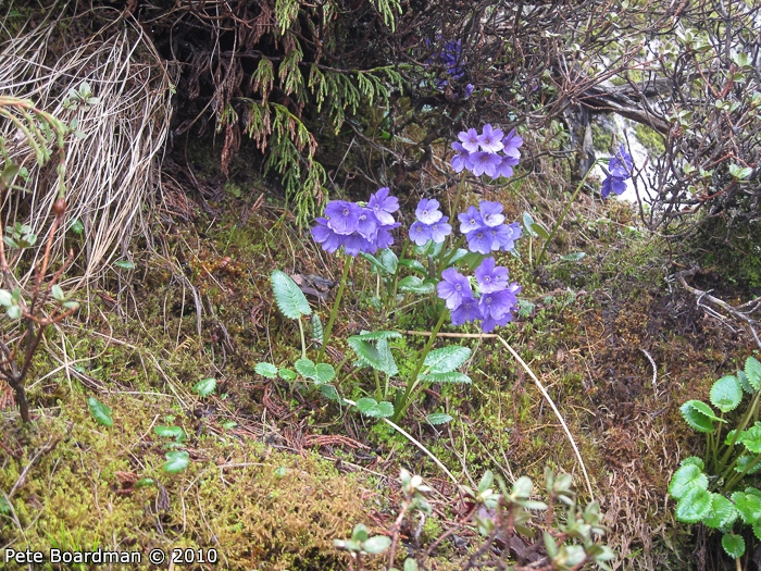 <i>Primula gambeliana </i>