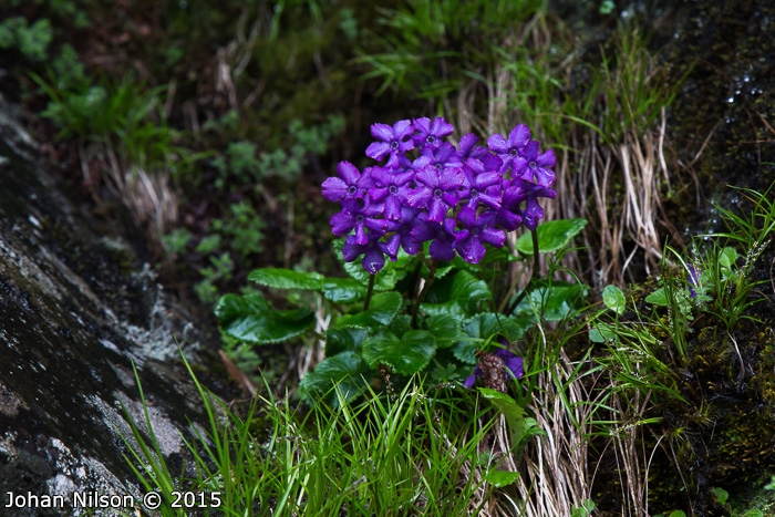 <i>Primula gambeliana </i>