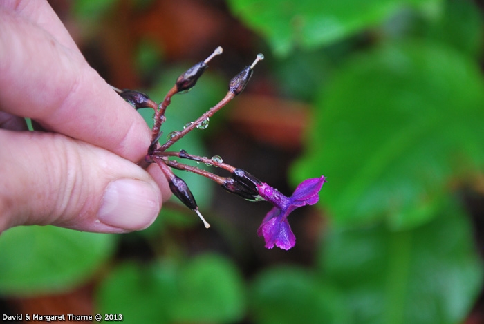 <i>Primula gambeliana </i>