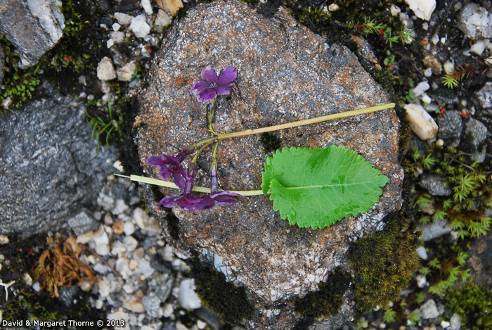 <i>Primula gambeliana </i>