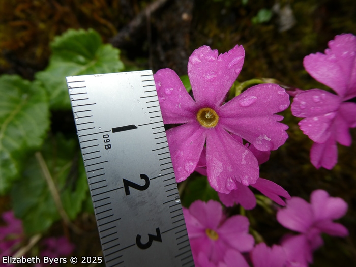<i>Primula gambeliana </i>