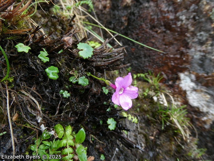<i>Primula gambeliana </i>