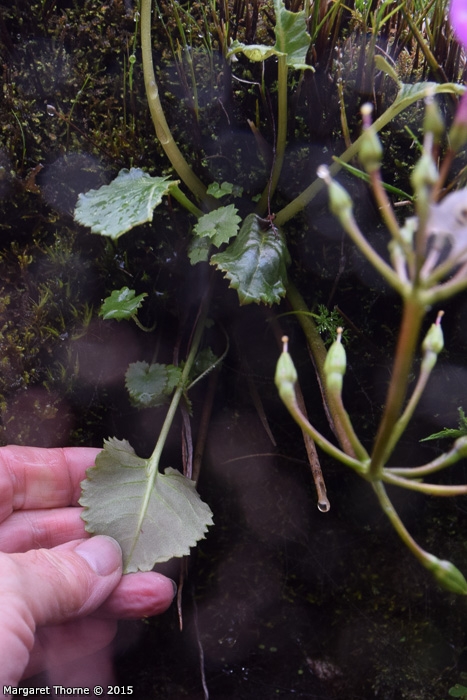 <i>Primula gambeliana </i>