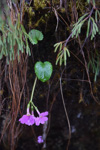 <i>Primula gambeliana </i>