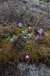 <i>Primula gambeliana </i>