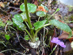 <i>Primula gambeliana </i>