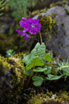 <i>Primula gambeliana </i>