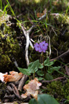<i>Primula gambeliana </i>