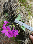 <i>Primula gambeliana </i>