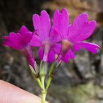 <i>Primula gambeliana </i>